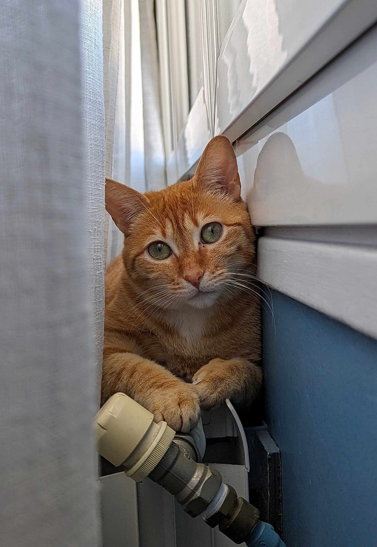 Cannelle is registered to the contest to win money with this photo: cat, ginger_cat, pet, curtain, radiator, valve, reflection, indoor, cozy, close_up, feline, whiskers, paws, orange, domestic_animal, curious, relaxed, window_light, household, soft_light