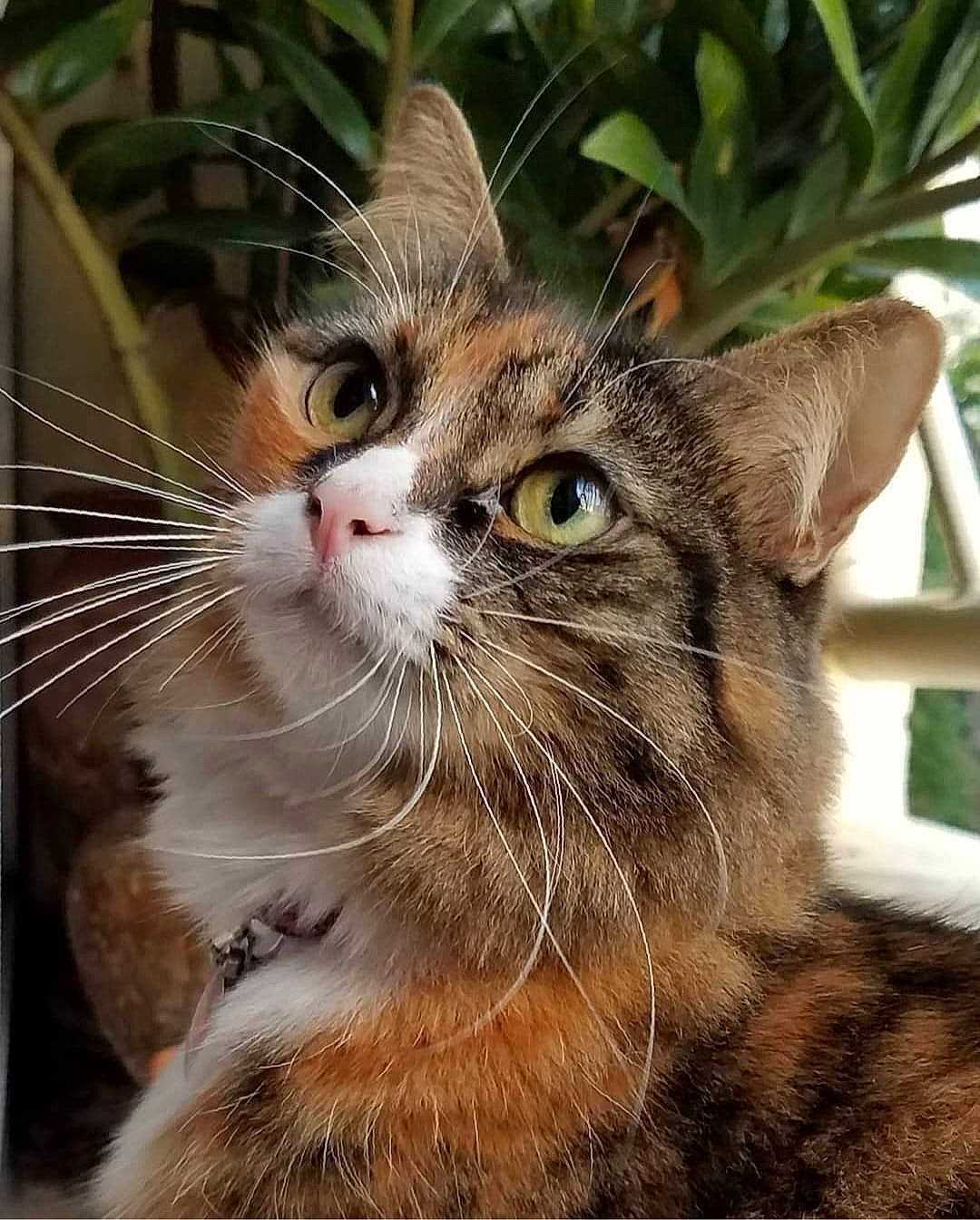 Haru joined the competition — help win amazing prizes! carnivore, cat, claw, domestic_short_haired_cat, door, fawn, felidae, fur, grass, paw, plant, small_to_medium_sized_cats, snout, terrestrial_animal, terrestrial_plant, tree, whiskers, wildlife, window