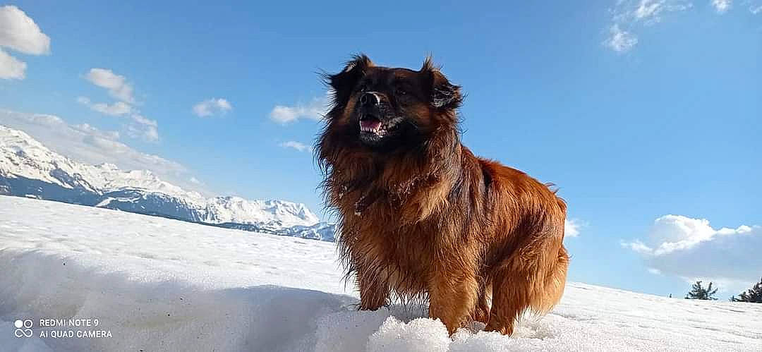 Chipper a rejoint le concours — aidez-le/la à gagner de superbes lots ! canidae, carnivore, cloud, companion_dog, dog, dog_breed, freezing, fur, herding_dog, ice_cap, liver, sky, snout, snow, sporting_group, winter, working_dog