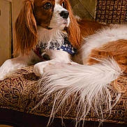 Charlie joined the competition — help win amazing prizes! animal, bandana, brown_and_white, cavalier_king_charles_spaniel, close_up, companion, cushion, cute, decor, dog, domestic_animal, fluffy_tail, furry, indoor, looking_away, patterned_fabric, pet, portrait, relaxed, resting