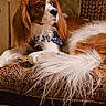 animal, bandana, brown_and_white, cavalier_king_charles_spaniel, close_up, companion, cushion, cute, decor, dog, domestic_animal, fluffy_tail, furry, indoor, looking_away, patterned_fabric, pet, portrait, relaxed, resting