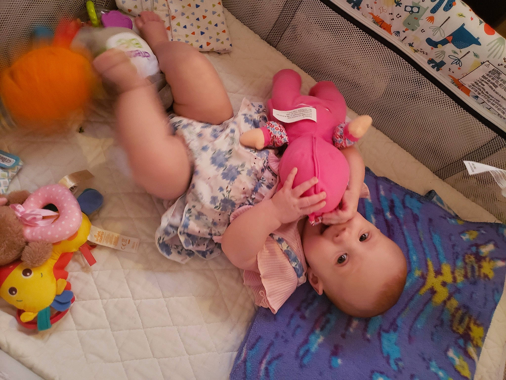 Haley joined the competition — help win amazing prizes! arm, baby, child, comfort, finger, hand, human_body, joint, leg, mammal, mouth, orange, organ, person, pink, pumpkin, skin, textile, thigh, toddler