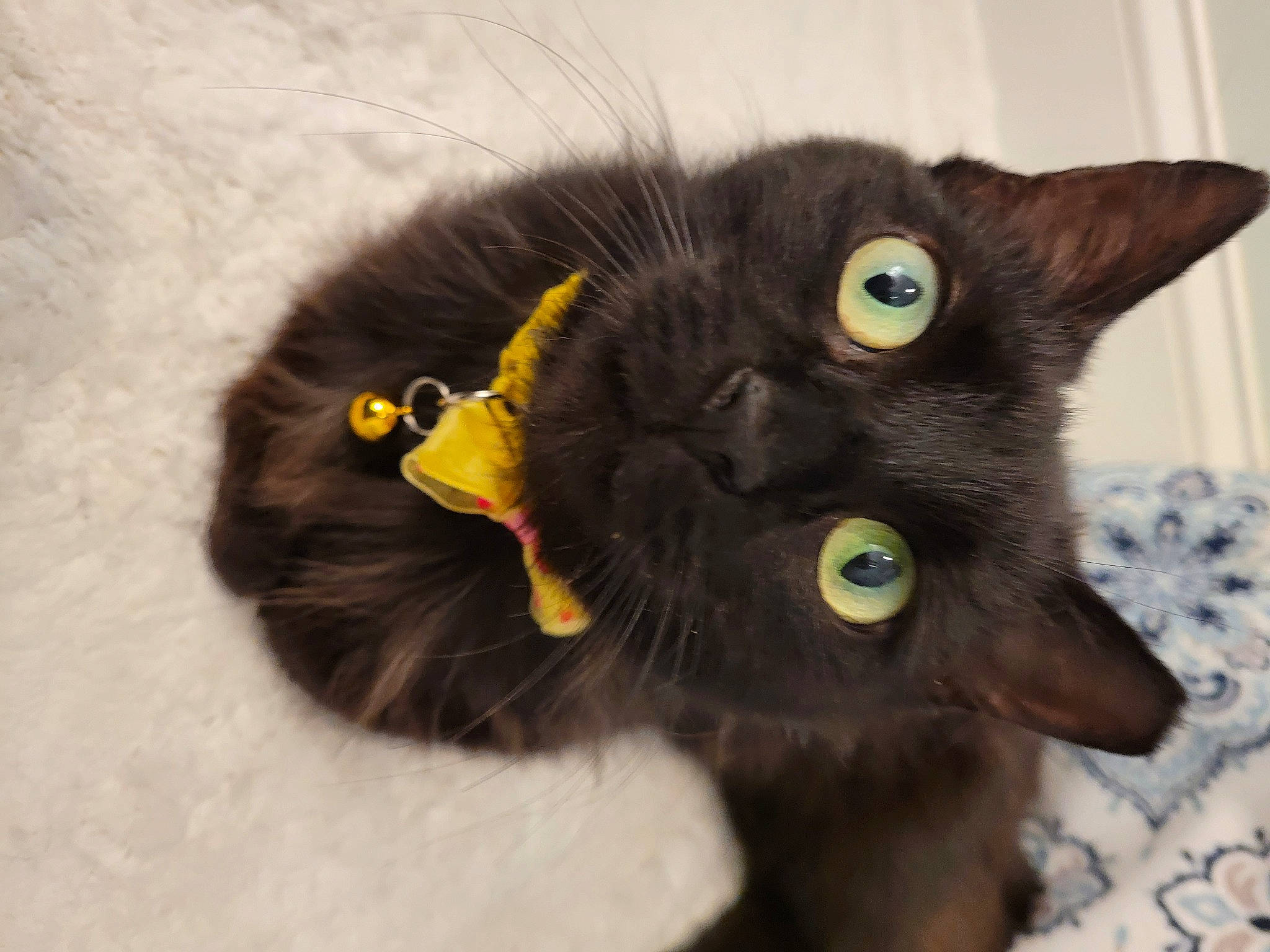 Sheeba is registered to the contest to win money with this photo: black_cat, bombay, carnivore, cat, claw, dog_breed, domestic_short_haired_cat, eye, felidae, fur, mammal, paw, small_to_medium_sized_cats, snout, tail, terrestrial_animal, vertebrate, whiskers