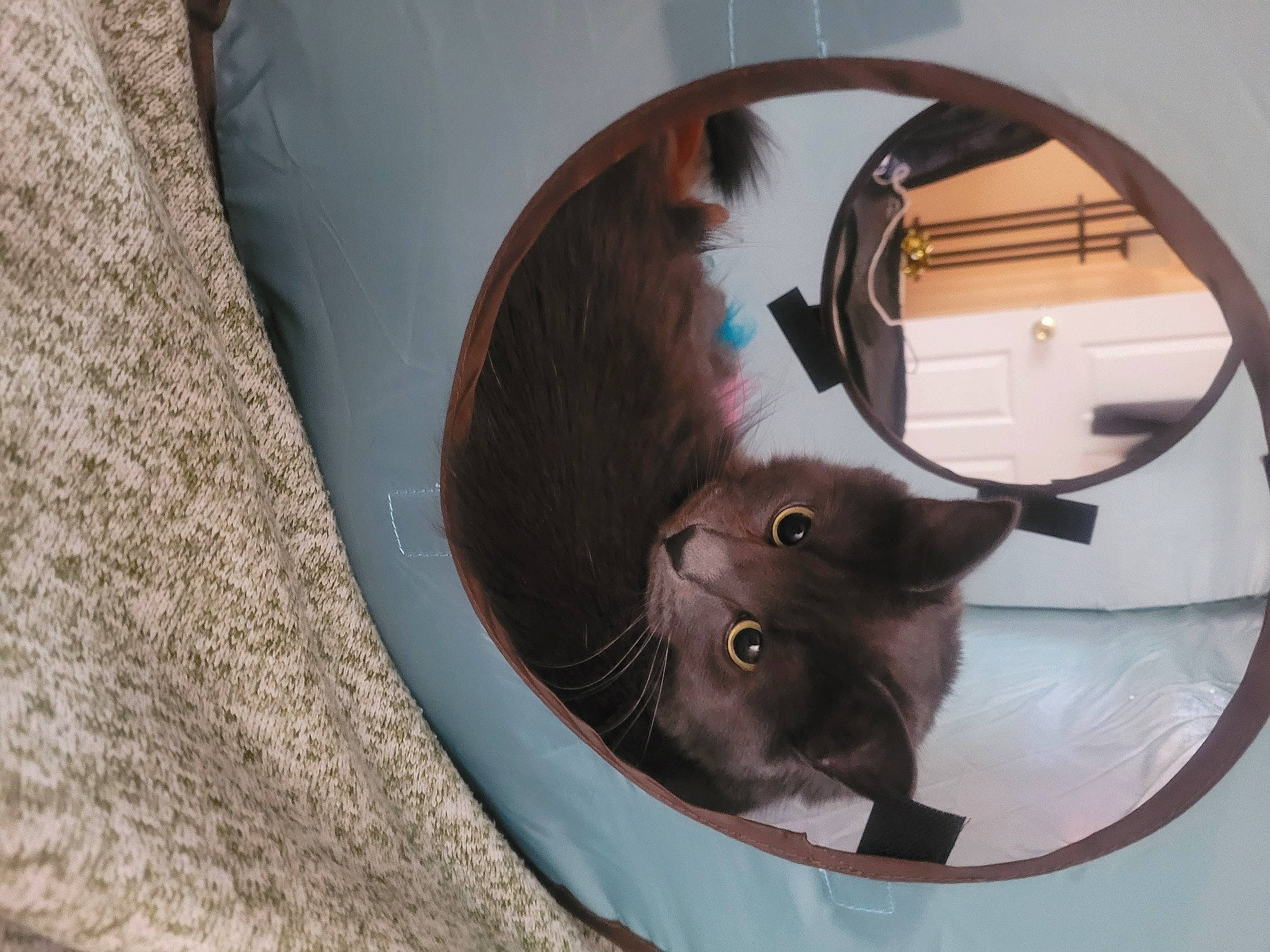 Zoey joined the competition — help win amazing prizes! automotive_wheel_system, carnivore, cat, cat_bed, cat_supply, circle, domestic_short_haired_cat, door, fawn, felidae, rim, small_to_medium_sized_cats, snout, spoke, tail, tire, wheel, whiskers, window, wood