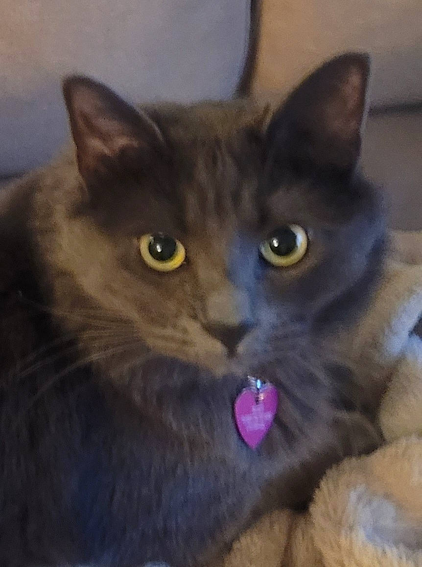 Zoey is registered to the contest to win money with this photo: black_cat, carnivore, cat, domestic_short_haired_cat, ear, eye, felidae, fur, grey, small_to_medium_sized_cats, snout, terrestrial_animal, whiskers, window