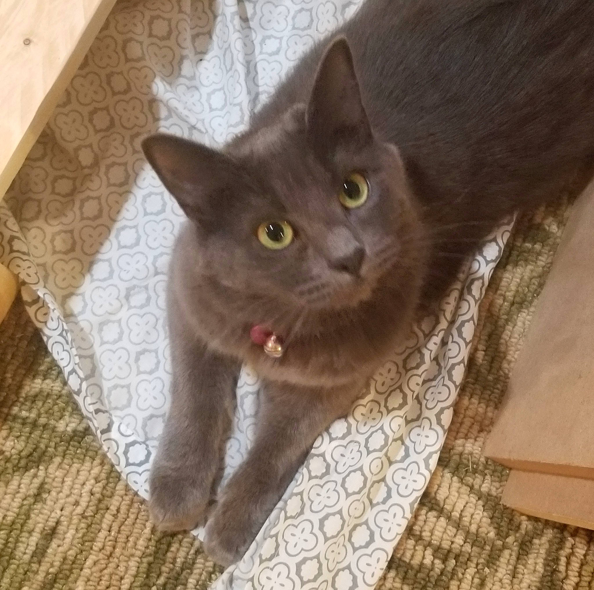 Zoey is registered to the contest to win money with this photo: black_cat, carnivore, cat, cat_supply, domestic_short_haired_cat, felidae, fur, grey, hardwood, havana_brown, pattern, russian_blue, small_to_medium_sized_cats, tail, whiskers, wood