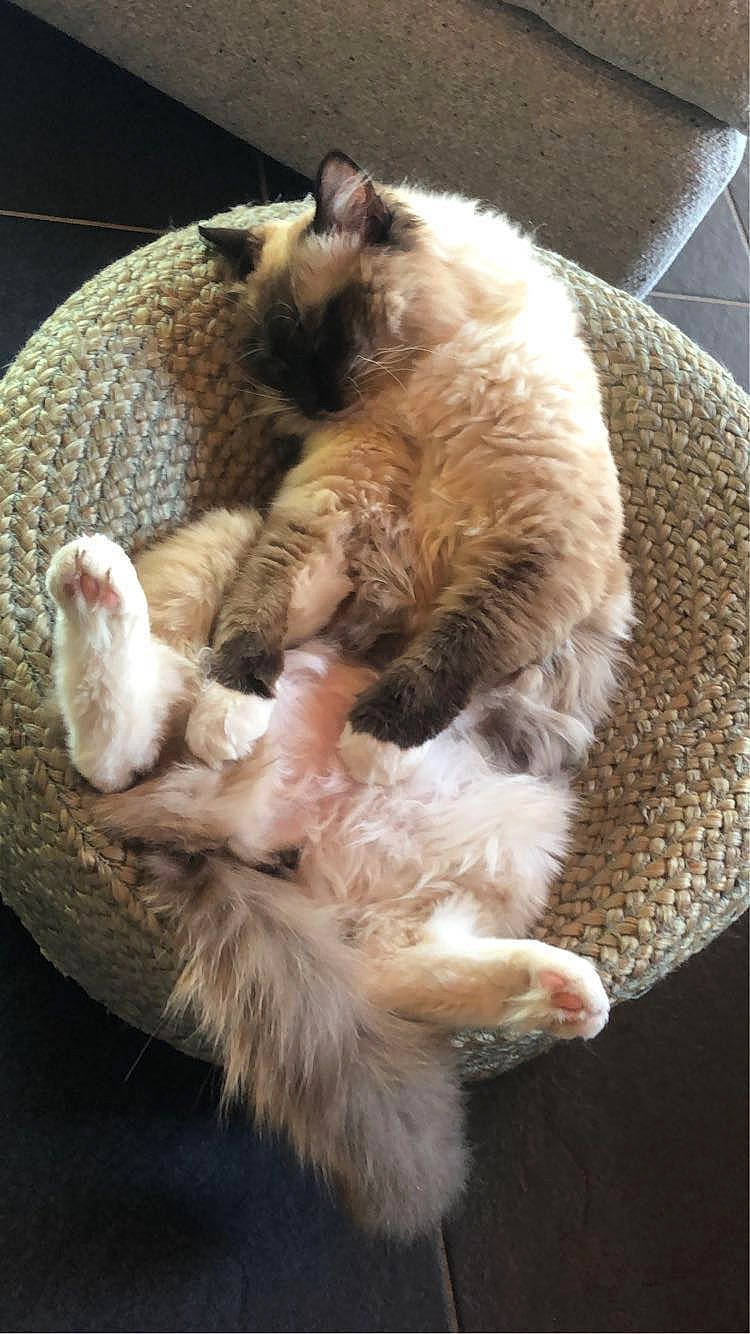 Neco a rejoint le concours — aidez-le/la à gagner de superbes lots ! carnivore, cat, cat_supply, claw, comfort, domestic_short_haired_cat, fawn, felidae, fur, nap, paw, sleep, small_to_medium_sized_cats, snout, tail, terrestrial_animal, whiskers