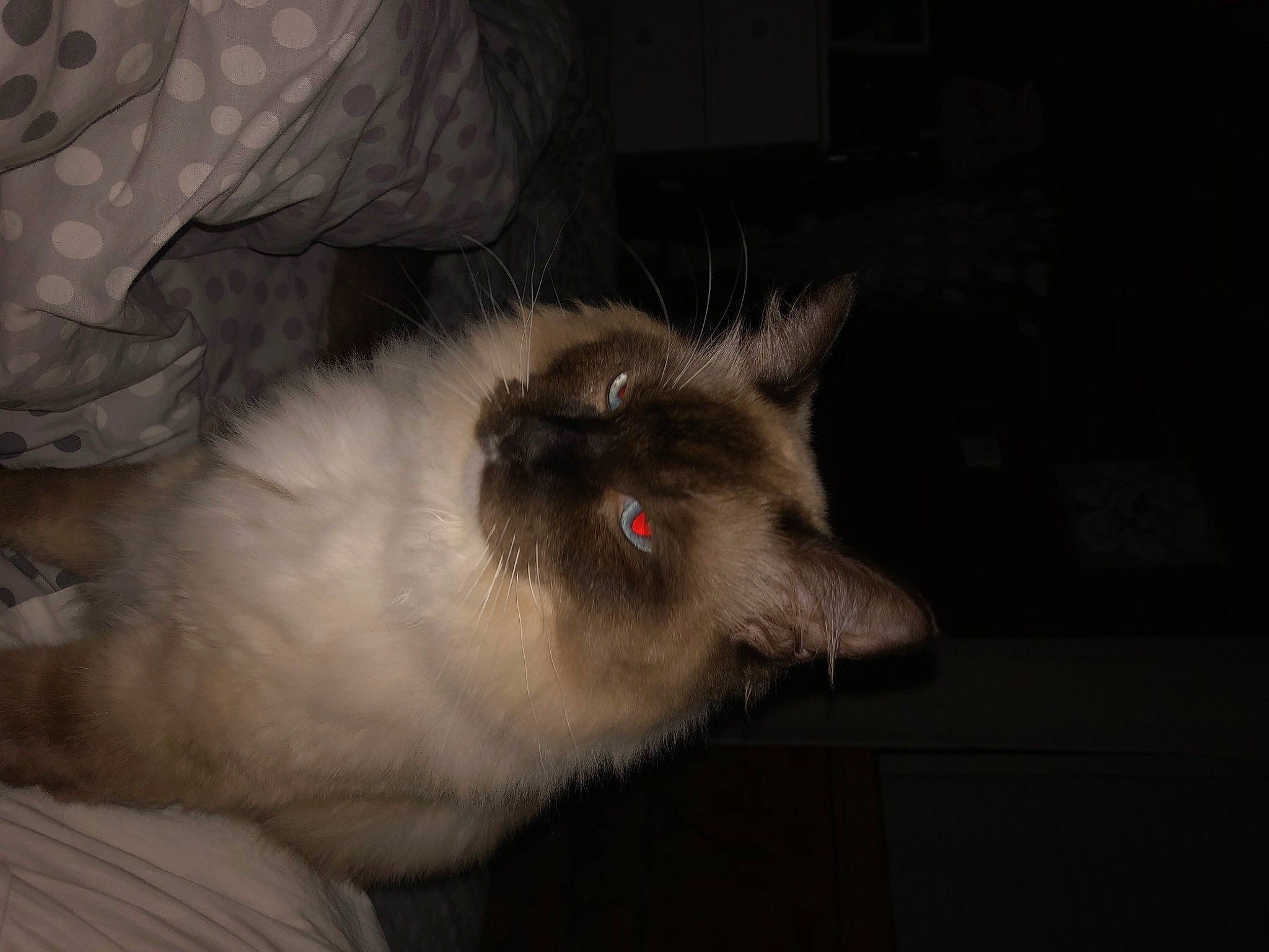 Neco participe au concours pour gagner de l'argent avec cette photo : birman, carnivore, cat, darkness, fawn, felidae, fur, grey, natural_material, siamese, small_to_medium_sized_cats, tail, terrestrial_animal, whiskers