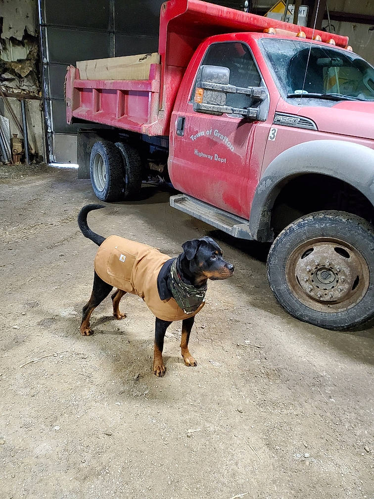 Lilly joined the competition — help win amazing prizes! automotive_tire, canidae, car, carnivore, dog, dog_breed, fawn, hunting_dog, pickup_truck, snout, street_dog, tire, transport, truck, vehicle