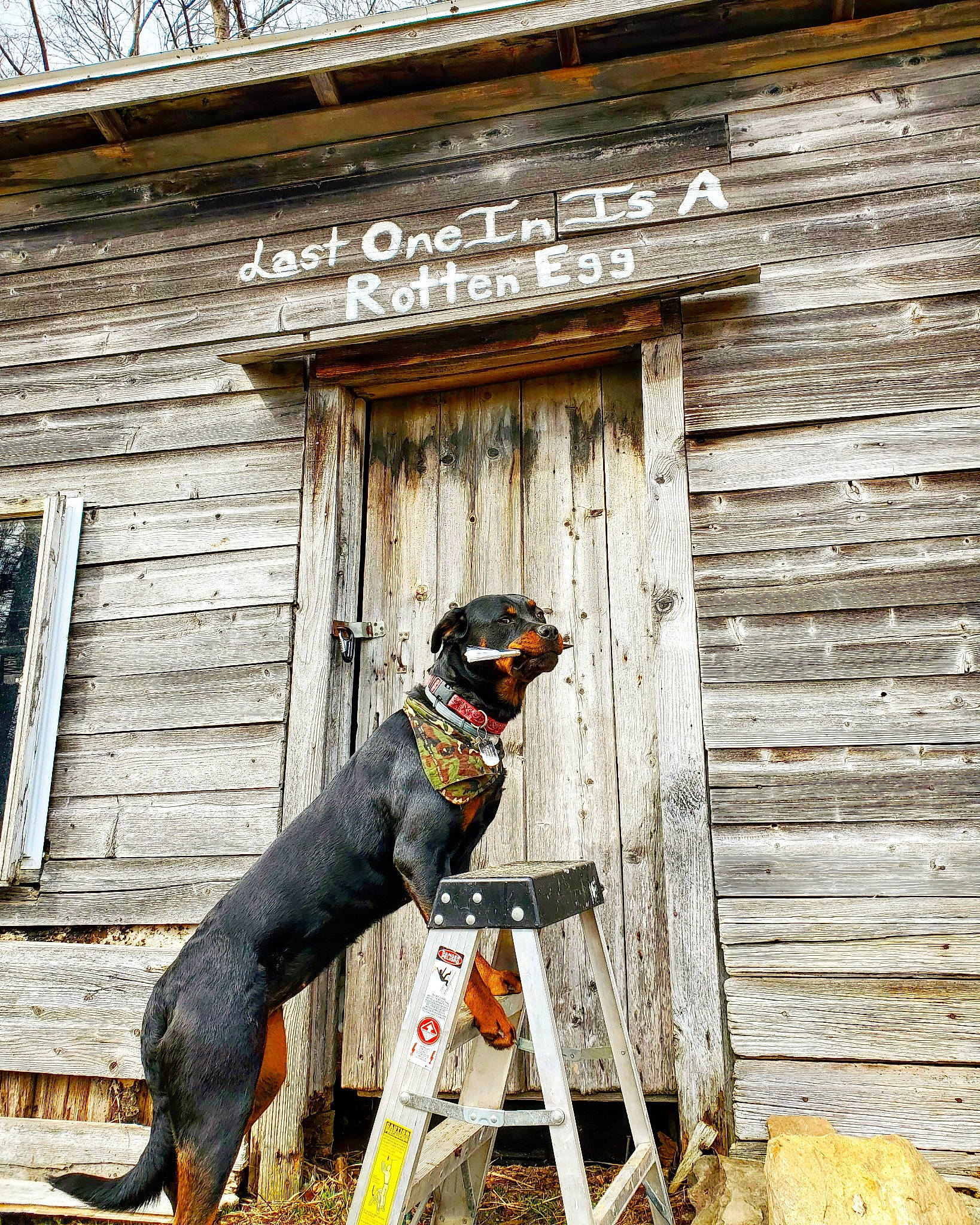 Lilly joined the competition — help win amazing prizes! beauceron, canidae, carnivore, dobermann, dog, dog_breed, guard_dog, house, hunting_dog, sporting_group, transylvanian_hound, working_dog