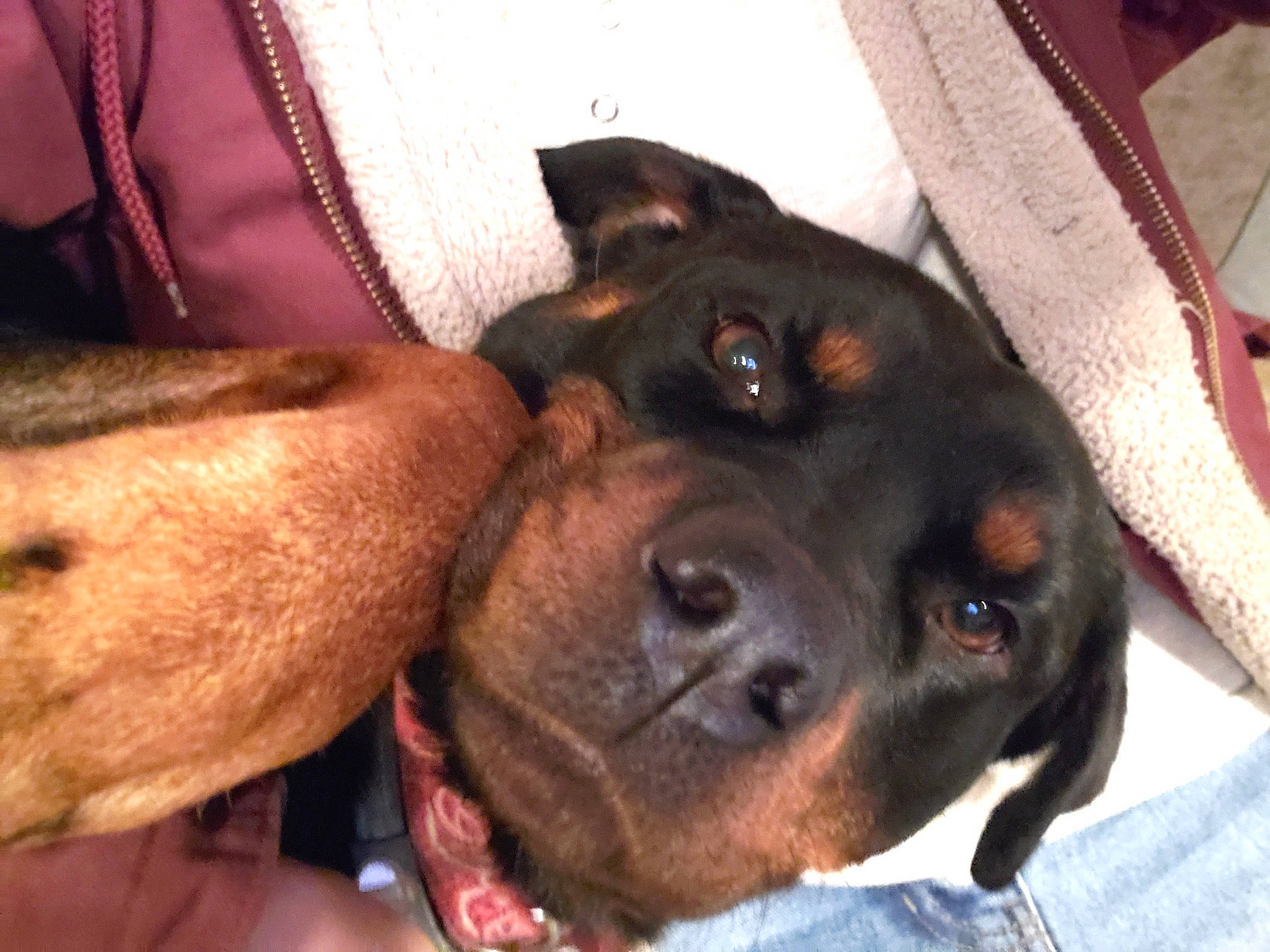 Lilly joined the competition — help win amazing prizes! canidae, carnivore, companion_dog, dog, dog_breed, fawn, mammal, rare_breed_dog, rottweiler, snout, sporting_group, vertebrate