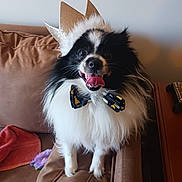 Giorgio joined the competition — help win amazing prizes! dog, pet, crown, bow_tie, tongue_out, black_and_white, fluffy, couch, indoor, happy, animal, domestic_animal, furniture, smiling, cute, portrait, canine, companion, living_room, funny