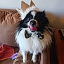 dog, pet, crown, bow_tie, tongue_out, black_and_white, fluffy, couch, indoor, happy, animal, domestic_animal, furniture, smiling, cute, portrait, canine, companion, living_room, funny