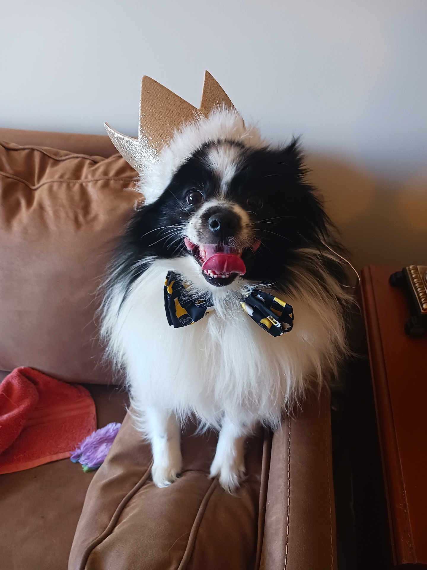 Giorgio joined the competition — help win amazing prizes! dog, pet, crown, bow_tie, tongue_out, black_and_white, fluffy, couch, indoor, happy, animal, domestic_animal, furniture, smiling, cute, portrait, canine, companion, living_room, funny