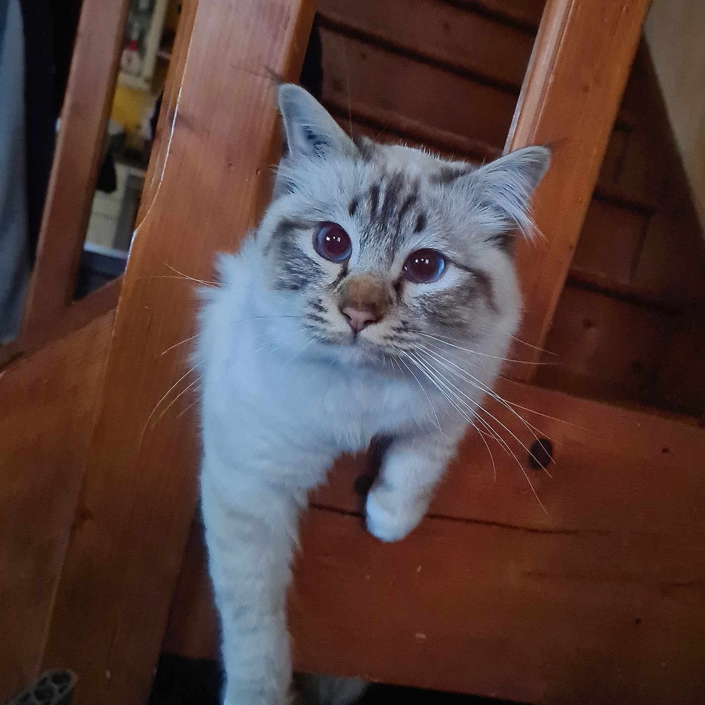 Natsu participe au concours pour gagner de l'argent avec cette photo : abyssinian, animal, architecture, building, cat, closet, cupboard, furniture, handrail, hardwood, house, housing, kitten, manx, pet, plywood, shelf, siamese, staircase, wood