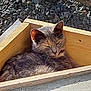 cat, gray_cat, wooden_box, triangle, sleeping, relaxed, outdoor, sunlight, gravel, concrete, pet, feline, animal, resting, cozy, nature, closeup, daylight, quiet, cute