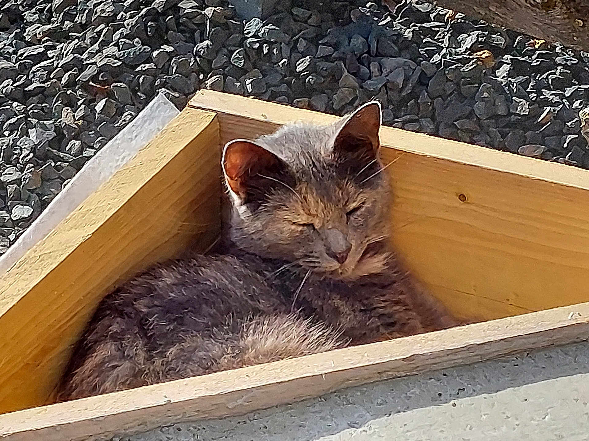 Louve a rejoint le concours — aidez-le/la à gagner de superbes lots ! cat, gray_cat, wooden_box, triangle, sleeping, relaxed, outdoor, sunlight, gravel, concrete, pet, feline, animal, resting, cozy, nature, closeup, daylight, quiet, cute