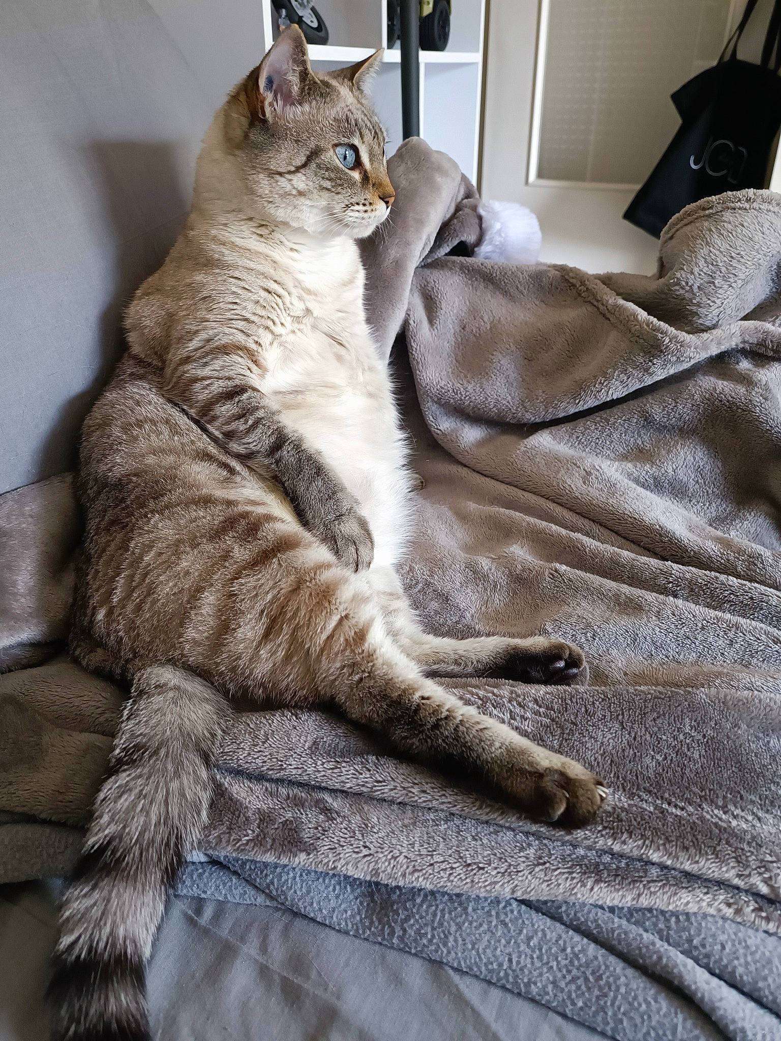 Tara participe au concours pour gagner de l'argent avec cette photo : bedding, carnivore, cat, claw, comfort, couch, domestic_short_haired_cat, felidae, fur, grey, lamp, linens, paw, room, sitting, small_to_medium_sized_cats, tail, terrestrial_animal, whiskers, wood