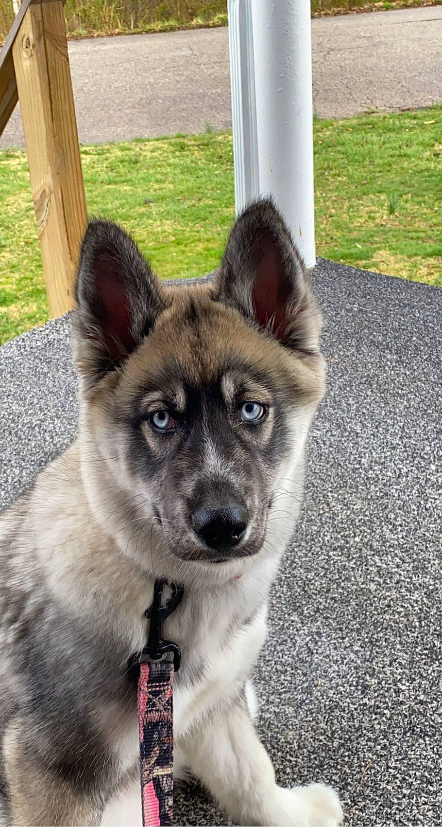 Everest joined the competition — help win amazing prizes! ancient_dog_breeds, canidae, carnivore, collar, companion_dog, dog, dog_breed, door, fawn, fur, grass, jaw, non_sporting_group, pet_supply, snout, sporting_group, terrestrial_animal, whiskers, working_animal, working_dog