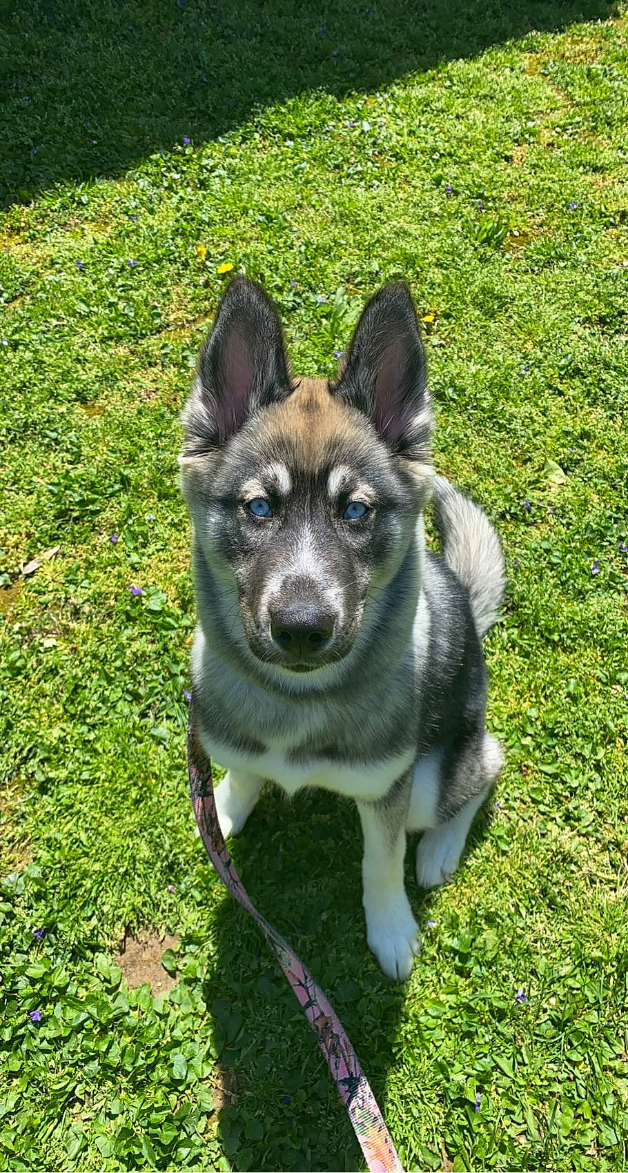 Everest is registered to the contest to win money with this photo: ancient_dog_breeds, carnivore, companion_dog, dog, dog_breed, dog_supply, garden, german_shepherd_dog, grass, groundcover, herding_dog, non_sporting_group, terrestrial_animal, whiskers, working_animal, working_dog