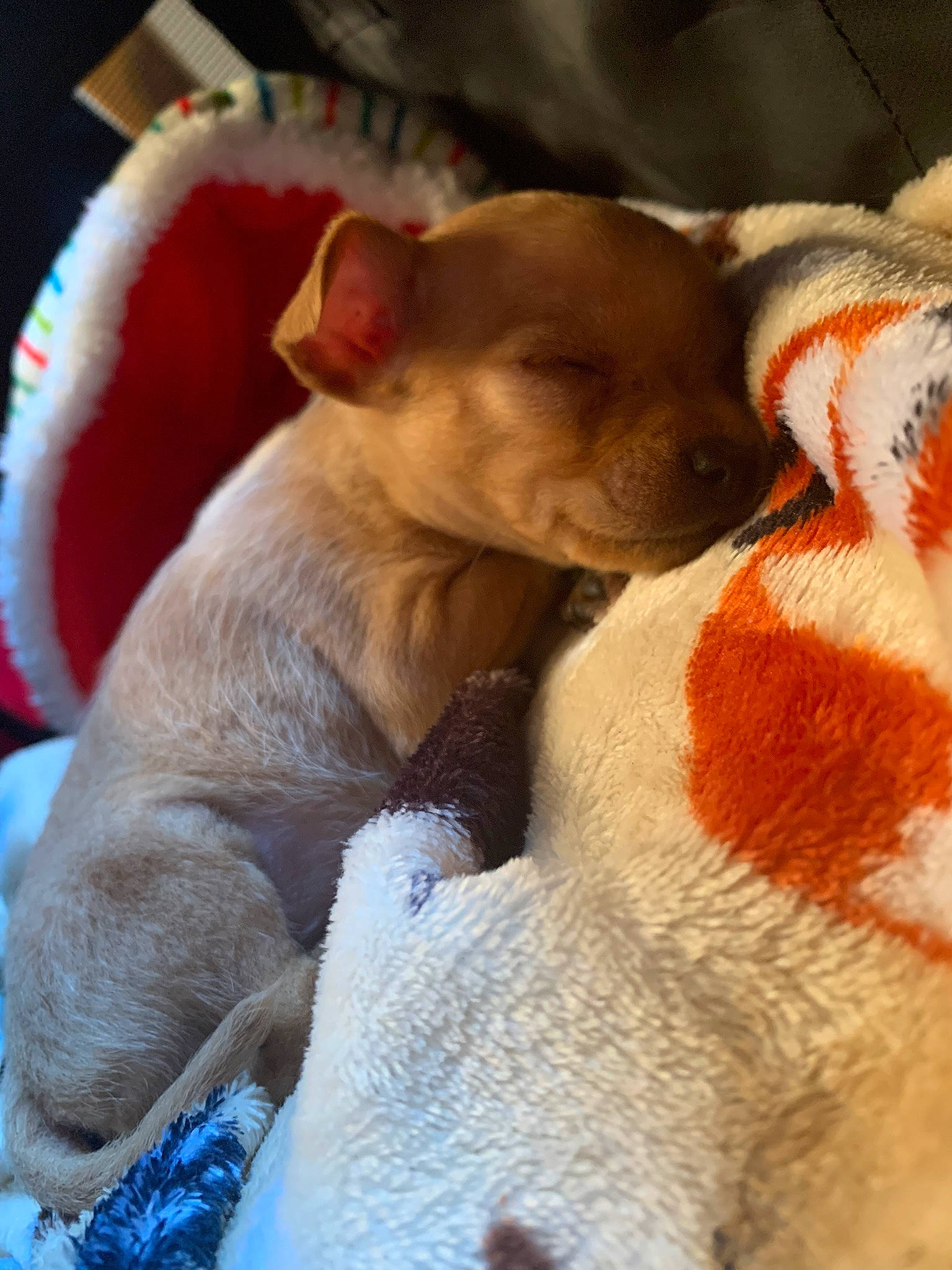 Roo joined the competition — help win amazing prizes! canidae, carnivore, chihuahua, comfort, companion_dog, dog, dog_breed, ear, fawn, fur, mammal, nap, paw, snout, sporting_group, tail, terrestrial_animal, toy_dog, whiskers, working_animal