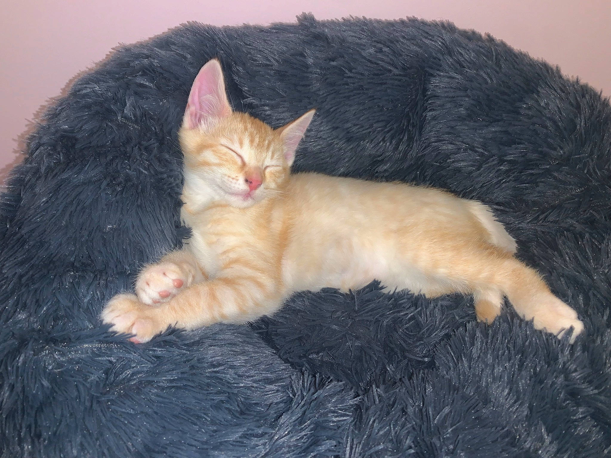 Yellow participe au concours pour gagner de l'argent avec cette photo : carnivore, cat, claw, comfort, domestic_short_haired_cat, fawn, felidae, fur, nap, paw, sleep, small_to_medium_sized_cats, snout, tail, whiskers