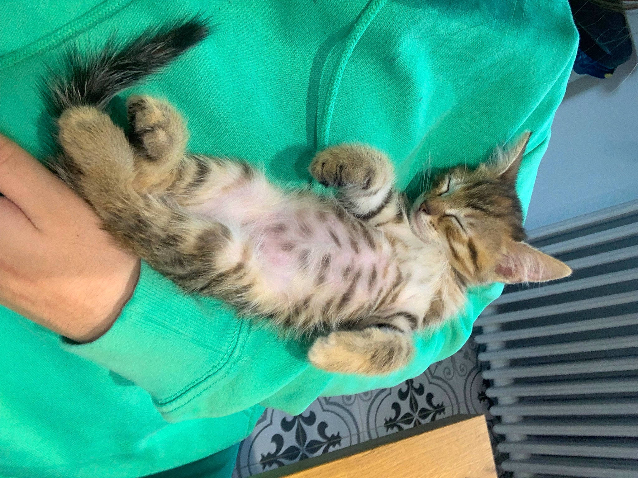 Peach participe au concours pour gagner de l'argent avec cette photo : big_cats, carnivore, cat, claw, comfort, domestic_short_haired_cat, fawn, felidae, fur, nap, paw, sleep, small_to_medium_sized_cats, tail, whiskers