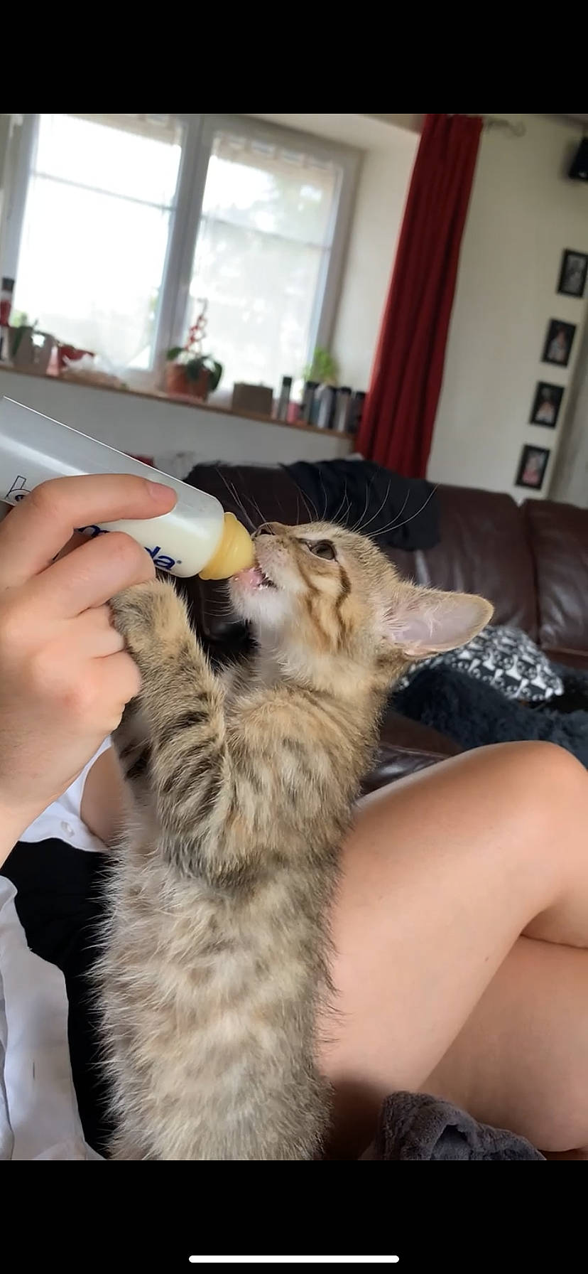 Peach participe au concours pour gagner de l'argent avec cette photo : canidae, carnivore, cat, claw, comfort, couch, curtain, dog_breed, domestic_short_haired_cat, fawn, felidae, fur, nail, paw, picture_frame, small_to_medium_sized_cats, terrestrial_animal, whiskers, window, window_blind