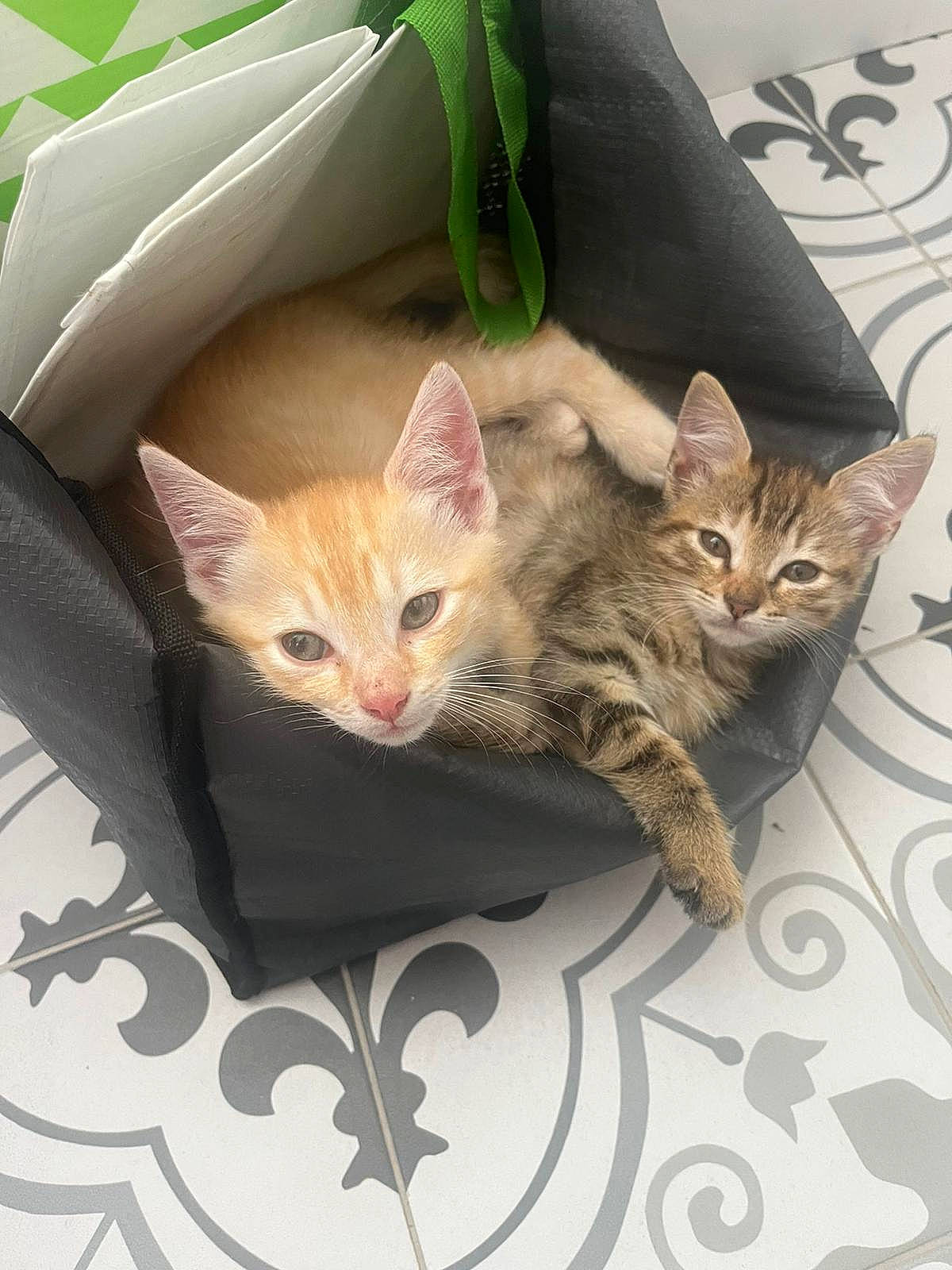 Peach a rejoint le concours — aidez-le/la à gagner de superbes lots ! box, carnivore, cat, cat_supply, claw, comfort, domestic_short_haired_cat, fawn, felidae, fur, linens, paw, plant, small_to_medium_sized_cats, tail, whiskers