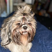 Winston joined the competition — help win amazing prizes! dog, pet, fluffy, long_hair, hair_tie, cute, close_up, portrait, indoor, blanket, brown_eyes, white_fur, brown_fur, black_nose, curious, mammal, companion_animal, small_dog, comfortable, domestic_animal