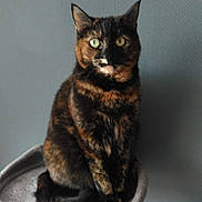 Queen a rejoint le concours — aidez-le/la à gagner de superbes lots ! cat, tortoiseshell_cat, cat_tree, pet, indoor, feline, plush_toy, gray_wall, sitting, looking_at_camera, green_eyes, fur, whiskers, ears, tail, soft_texture, pet_accessory, cute, domestic_animal, animal