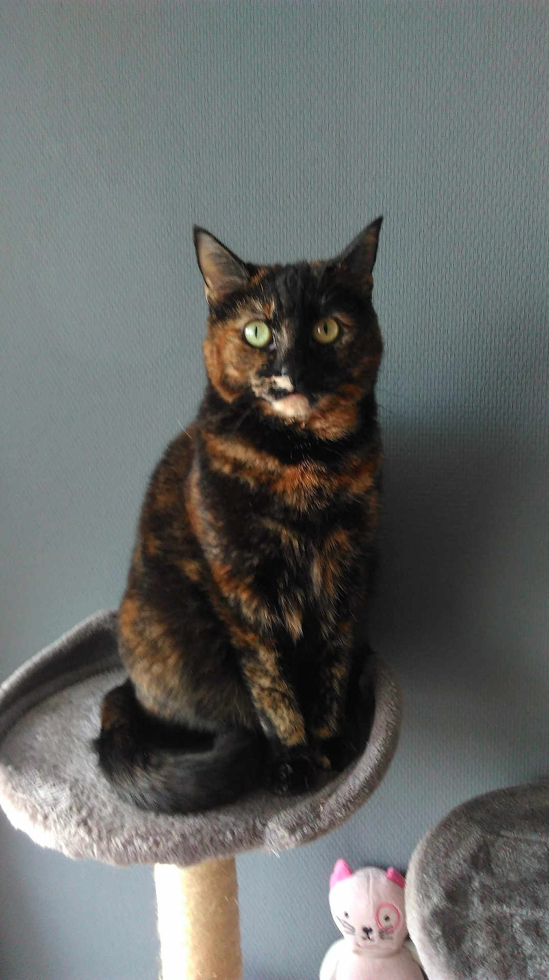 Queen a rejoint le concours — aidez-le/la à gagner de superbes lots ! cat, tortoiseshell_cat, cat_tree, pet, indoor, feline, plush_toy, gray_wall, sitting, looking_at_camera, green_eyes, fur, whiskers, ears, tail, soft_texture, pet_accessory, cute, domestic_animal, animal