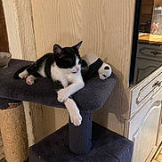 Nala participe au concours pour gagner de l'argent avec cette photo : cat, black_and_white, cat_tree, plush_toy, panda, indoor, pet, relaxed, feline, paw, crossed_paws, home, kitchen, furniture, wood_panel, tile_floor, domestic, cute, animal, resting