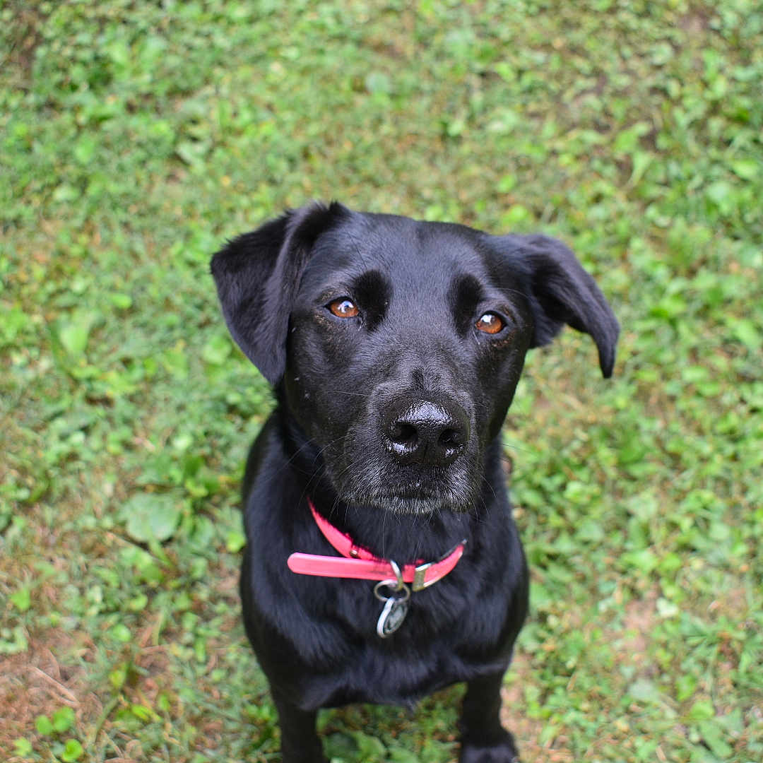 Bella joined the competition — help win amazing prizes! animal, black_dog, canine, collar, companion, cute, dog, domestic_animal, ears, eyes, friendly, fur, grass, looking_up, mammal, nature, nose, outdoor, pet, portrait