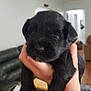 animal, black_dog, carpet, close_up, couch, cute, dog, domestic_animal, fur, furniture, hand, holding, indoor, living_room, mammal, pet, portrait, puppy, small, young_animal