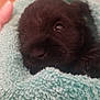 Ember is registered to the contest to win money with this photo: adorable, animal, black_fur, close_up, cozy, cute, dog, fur, hand, indoor, looking_up, pet, puppy, small, snuggled, soft_texture, towel, warm, wrapped, young