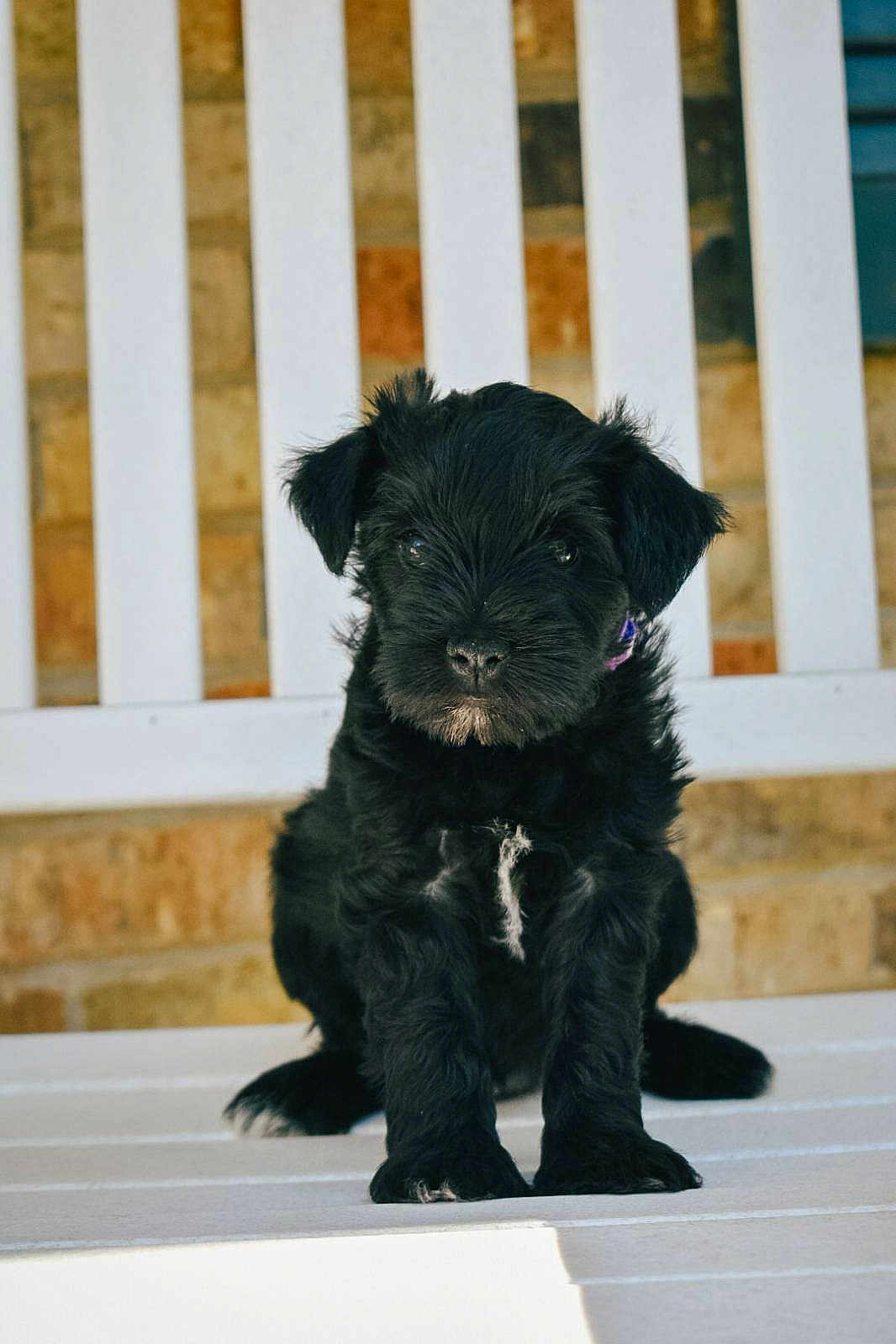 Ember joined the competition — help win amazing prizes! adorable, animal, bench, black_fur, brick_wall, cute, dog, ears, fur, looking_at_camera, nose, outdoor, paw, pet, portrait, puppy, sitting, small, white_patch, young