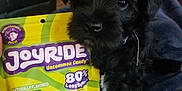 Ember joined the competition — help win amazing prizes! animal, black_fur, blanket, candy, close_up, colorful, comfort, cute, dog, green_apple, hand, indoor, living_room, packaging, pet, puppy, snack, sofa, sour_candy, toy