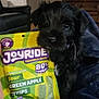 animal, black_fur, blanket, candy, close_up, colorful, comfort, cute, dog, green_apple, hand, indoor, living_room, packaging, pet, puppy, snack, sofa, sour_candy, toy