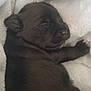Ember is registered to the contest to win money with this photo: adorable, animal, black, blanket, closeup, comfort, cozy, cute, dog, fur, indoors, mammal, peaceful, pet, puppy, resting, sleeping, snuggled, soft, young