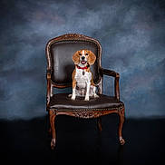 Sam joined the competition — help win amazing prizes! dog, beagle, pet, animal, chair, vintage, portrait, studio, smiling, brown, white, collar, leather, wood, furniture, indoor, sitting, looking_at_camera, background, happy