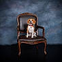 dog, beagle, pet, animal, chair, vintage, portrait, studio, smiling, brown, white, collar, leather, wood, furniture, indoor, sitting, looking_at_camera, background, happy