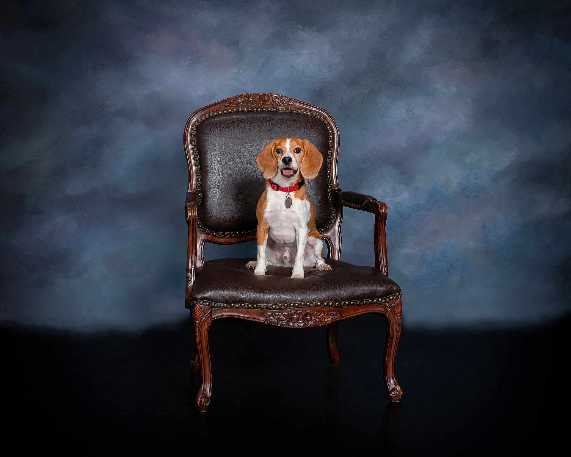 Sam joined the competition — help win amazing prizes! dog, beagle, pet, animal, chair, vintage, portrait, studio, smiling, brown, white, collar, leather, wood, furniture, indoor, sitting, looking_at_camera, background, happy