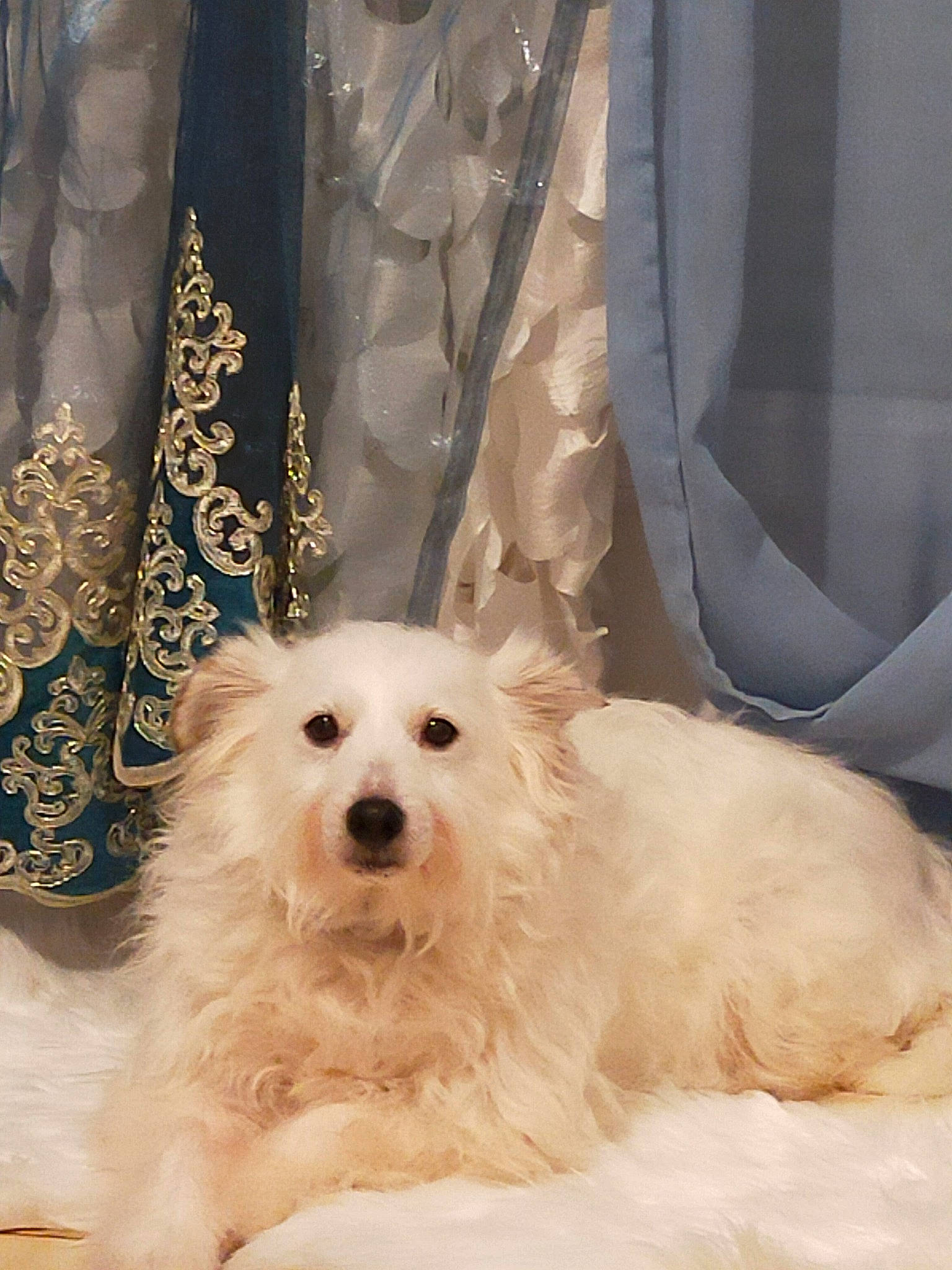 Olaf a rejoint le concours — aidez-le/la à gagner de superbes lots ! canidae, carnivore, companion_dog, curtain, dog, dog_breed, dog_supply, fashion_accessory, formal_wear, fur, non_sporting_group, pattern, pet_supply, sleeve, sporting_group, toy_dog, working_animal