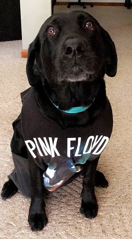 Bella joined the competition — help win amazing prizes! borador, canidae, carnivore, collar, companion_dog, dog, dog_breed, dog_collar, fur, gun_dog, hunting_dog, liver, non_sporting_group, pet_supply, snout, sporting_group, terrestrial_animal, whiskers, working_animal, working_dog