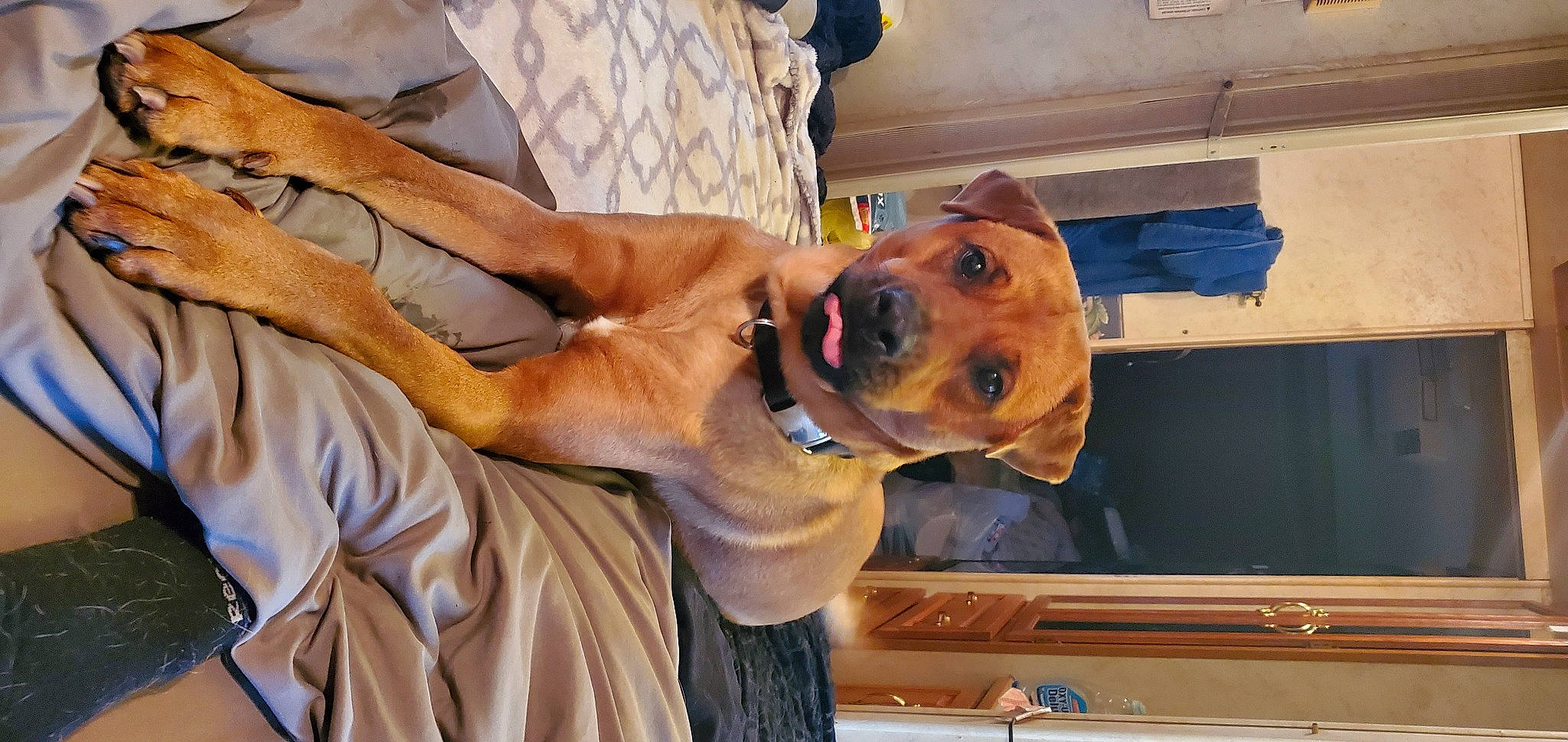 Hennessy joined the competition — help win amazing prizes! canidae, carnivore, collar, companion_dog, dog, dog_breed, dog_collar, fawn, guard_dog, hunting_dog, liver, non_sporting_group, snout, sporting_group, wood, working_animal, working_dog