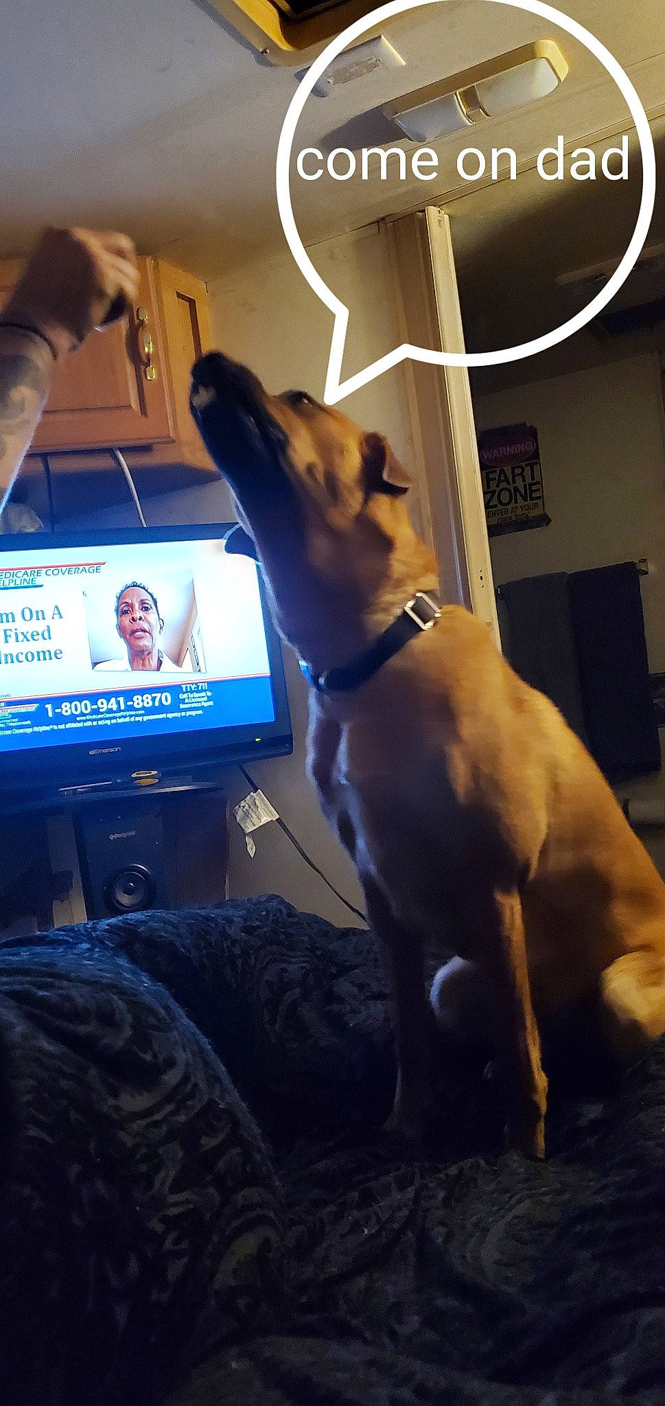 Hennessy joined the competition — help win amazing prizes! carnivore, collar, comfort, companion_dog, computer, display_device, dog, dog_breed, dog_collar, felidae, flat_panel_display, fur, led_backlit_lcd_display, personal_computer, pet_supply, room, small_to_medium_sized_cats, tail, whiskers, working_animal