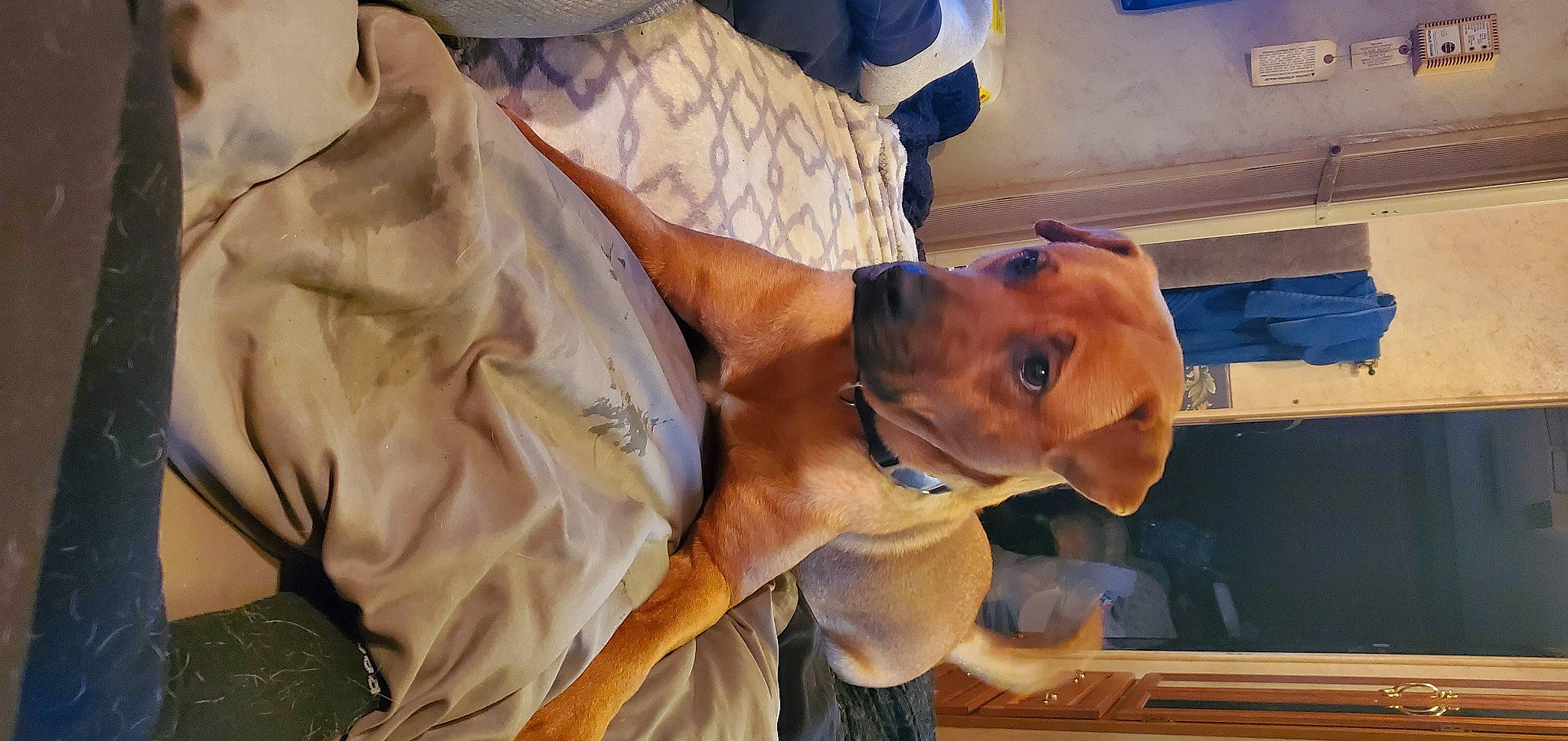 Hennessy is registered to the contest to win money with this photo: abdomen, carnivore, chest, comfort, companion_dog, dog, dog_breed, elbow, fawn, hat, human_leg, sporting_group, thigh, trunk, wood, working_animal