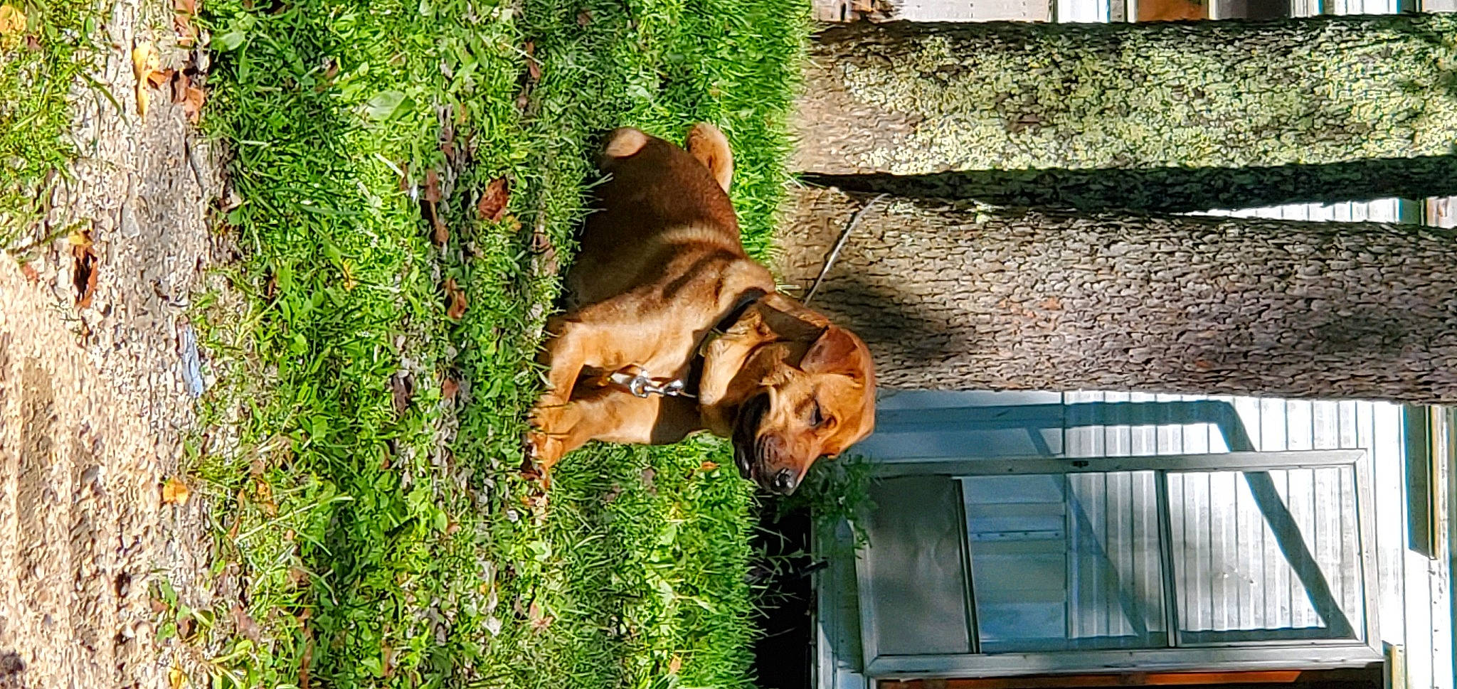 Hennessy is registered to the contest to win money with this photo: building, canidae, carnivore, collar, companion_dog, dog, dog_breed, fawn, felidae, grass, green, groundcover, pet_supply, plant, snout, sporting_group, tail, window, wood, working_animal