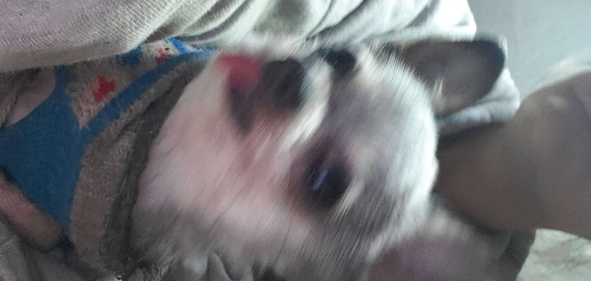 Sebastian is registered to the contest to win money with this photo: canidae, carnivore, cat, comfort, companion_dog, dog_breed, electric_blue, fawn, felidae, flooring, fur, pattern, paw, small_to_medium_sized_cats, snout, sporting_group, tail, whiskers